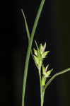 Eastern narrowleaf sedge